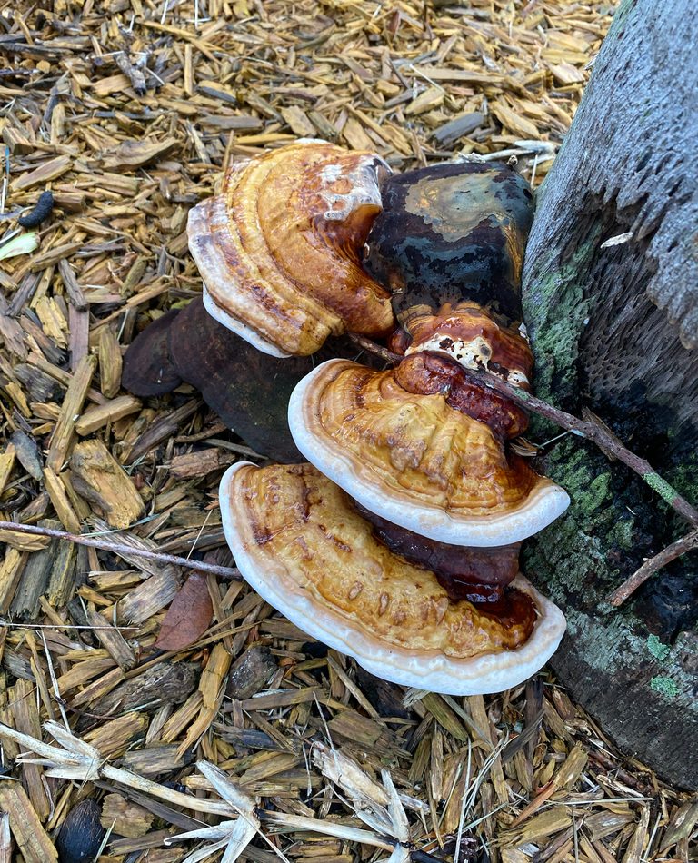 Ganoderma zonatum reference