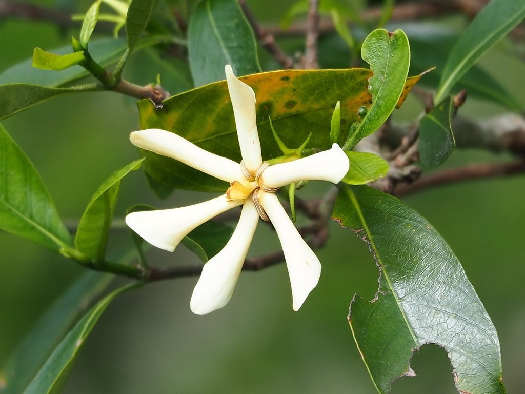 common gardenia reference