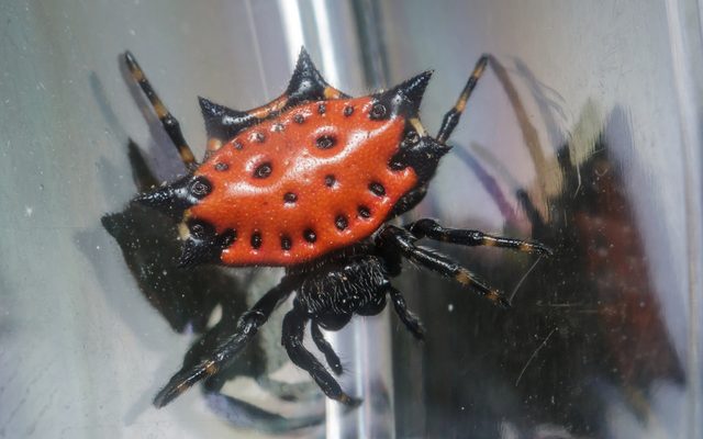 Spiny-Backed Orb-Weaver reference