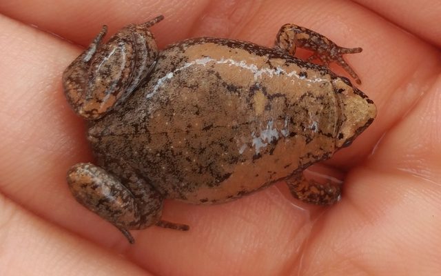 Eastern Narrow-Mouthed Toad reference