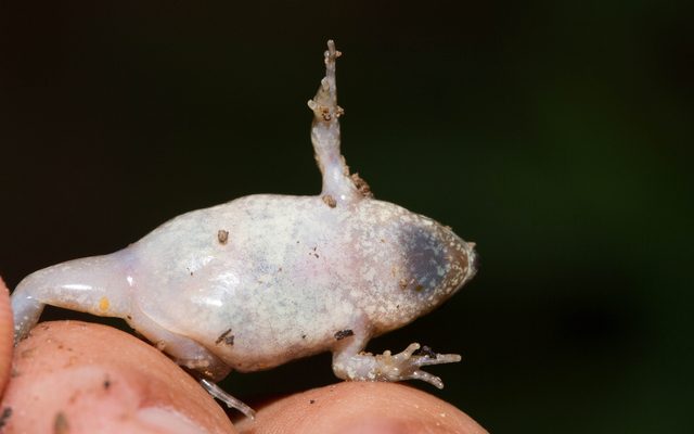 Great Plains Narrow-Mouthed Toad reference