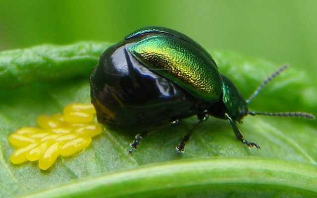 Green Dock Beetle reference