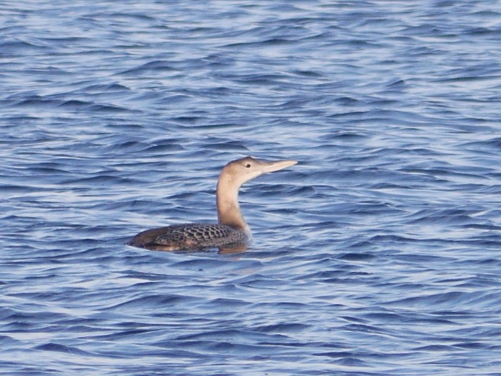 Yellow-billed Loon reference