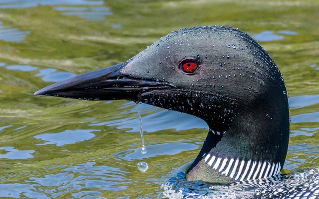 Great Northern Diver reference