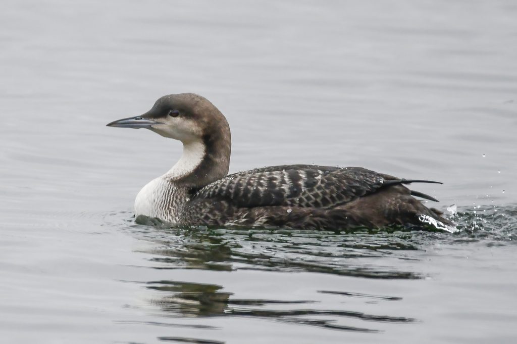 Pacific Loon reference