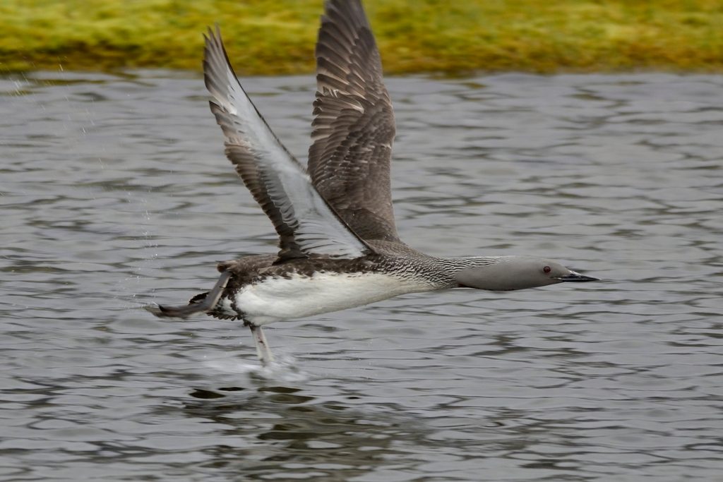 Red-throated Diver reference