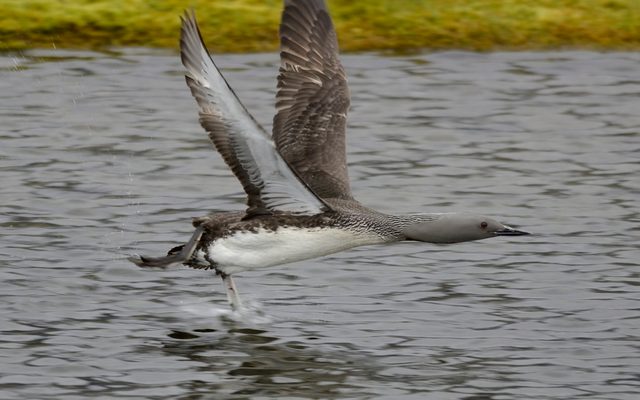 Red-throated Loon reference