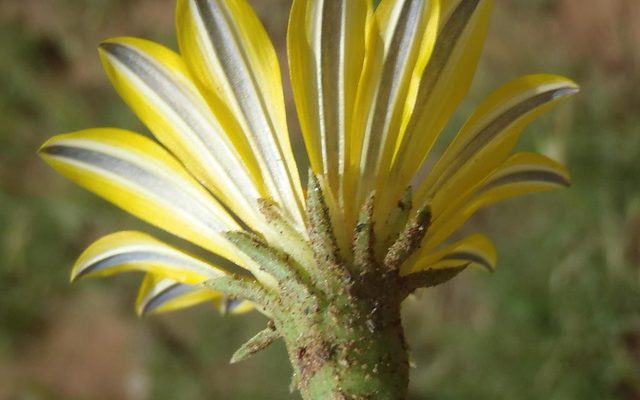 Terracotta Gazania reference