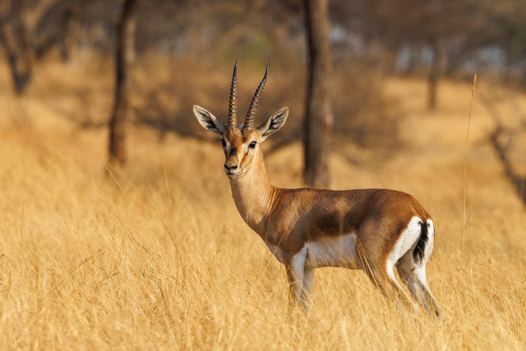 Chinkara reference