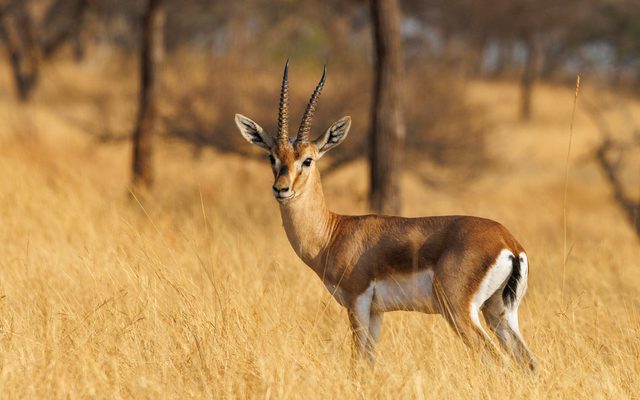Chinkara reference