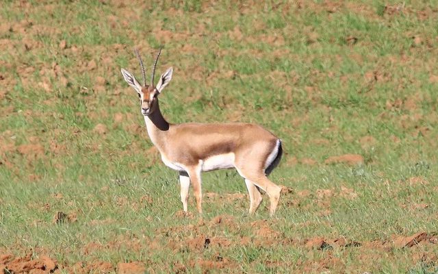 Cuvier's Gazelle reference