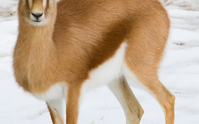 Dorcas Gazelle reference