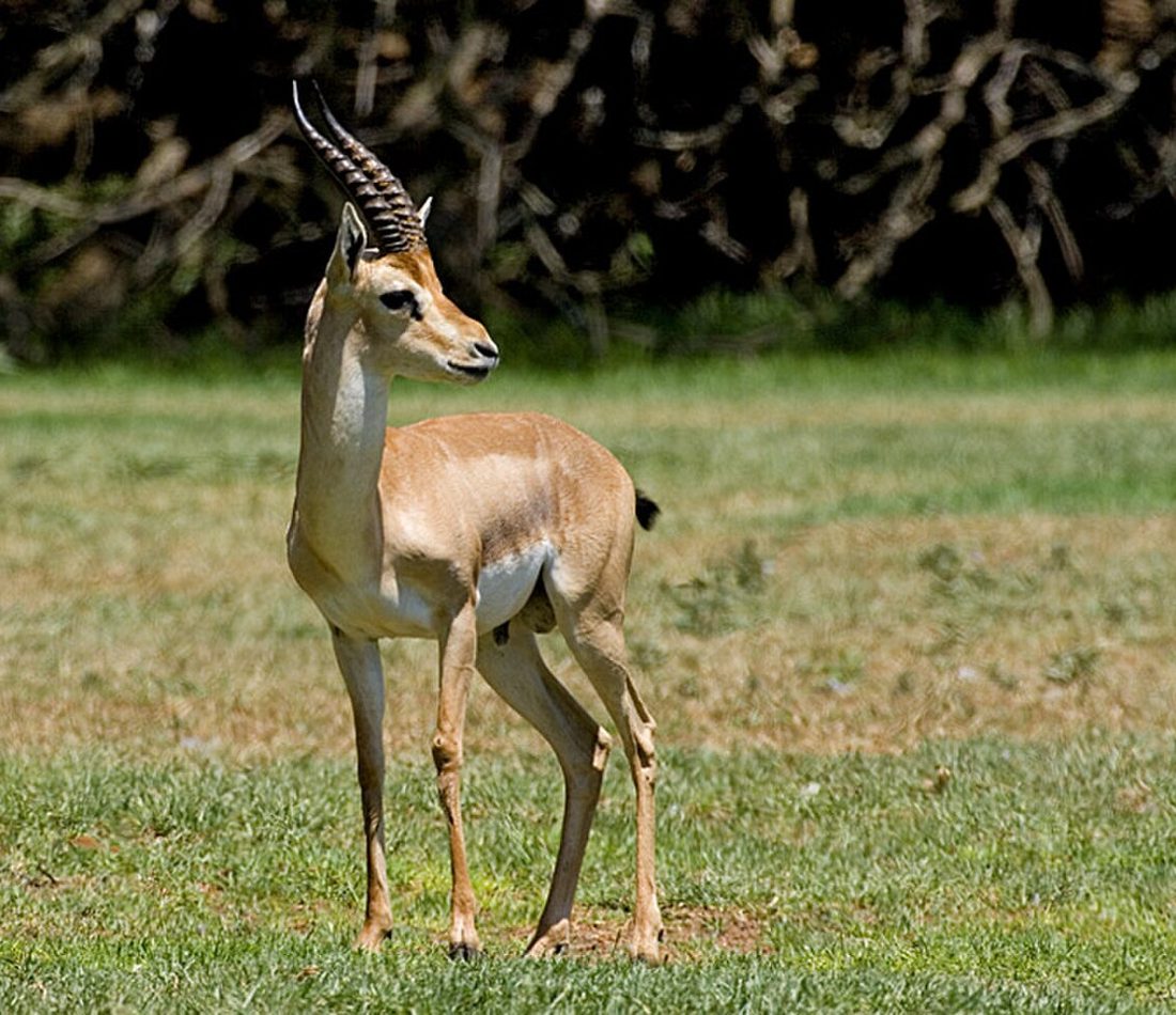 Mountain Gazelle reference