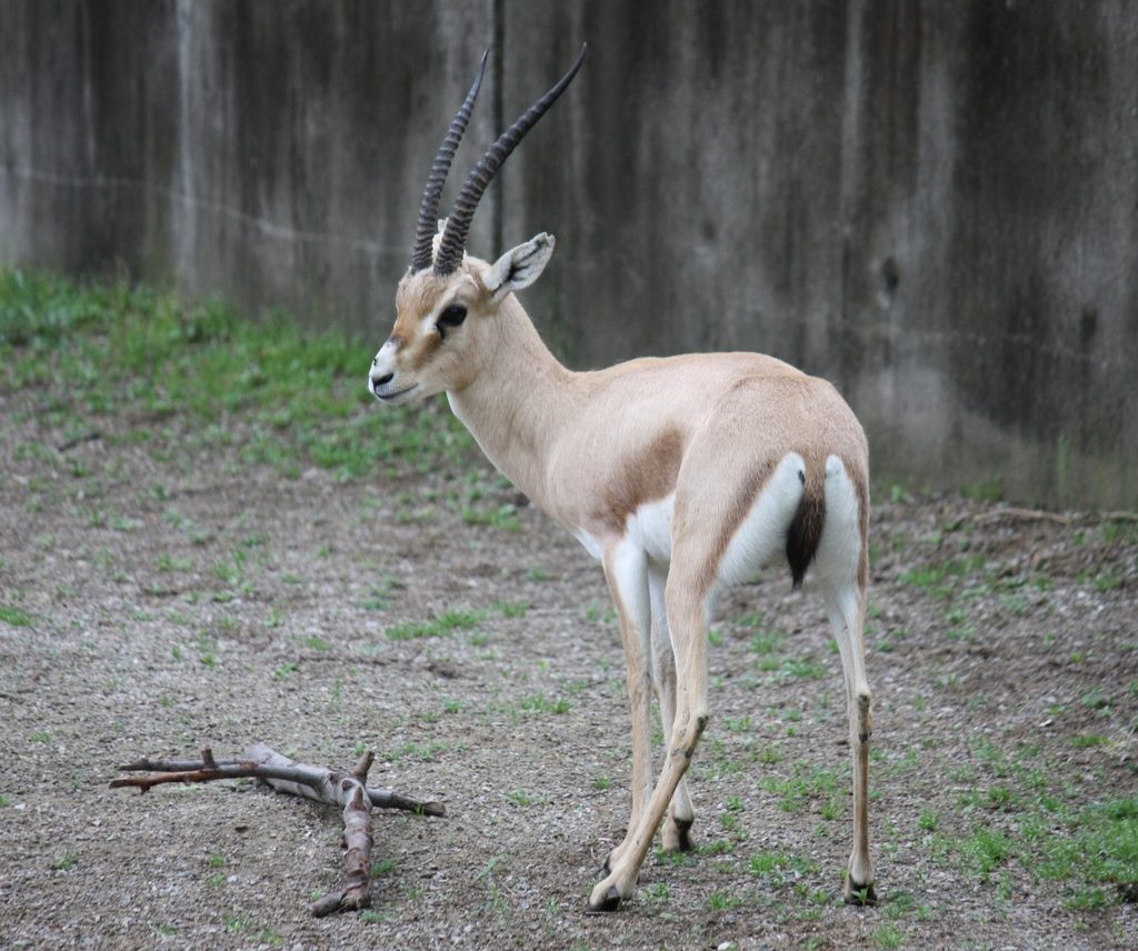 Slender-horned Gazelle reference