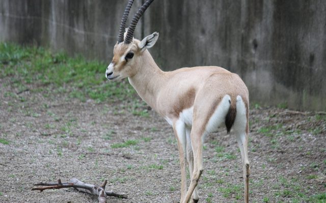 Rhim Gazelle reference