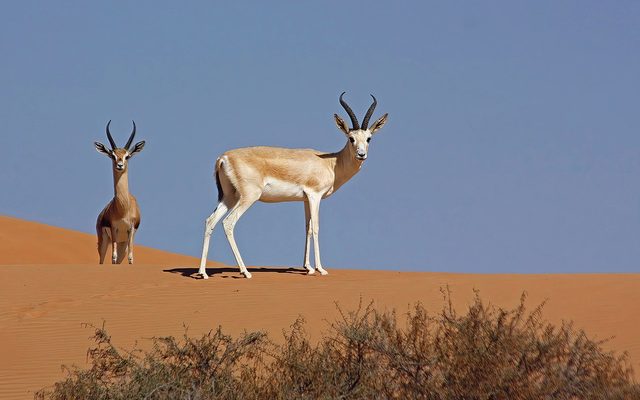 Arabian Sand Gazelle reference