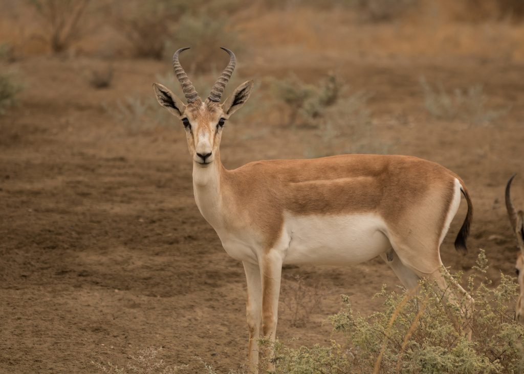 Goitered Gazelle reference