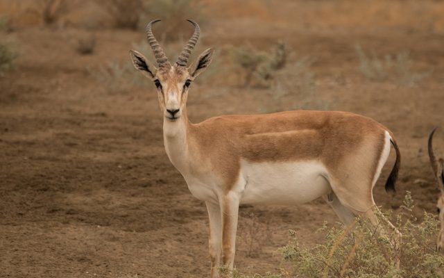 Goitered Gazelle reference