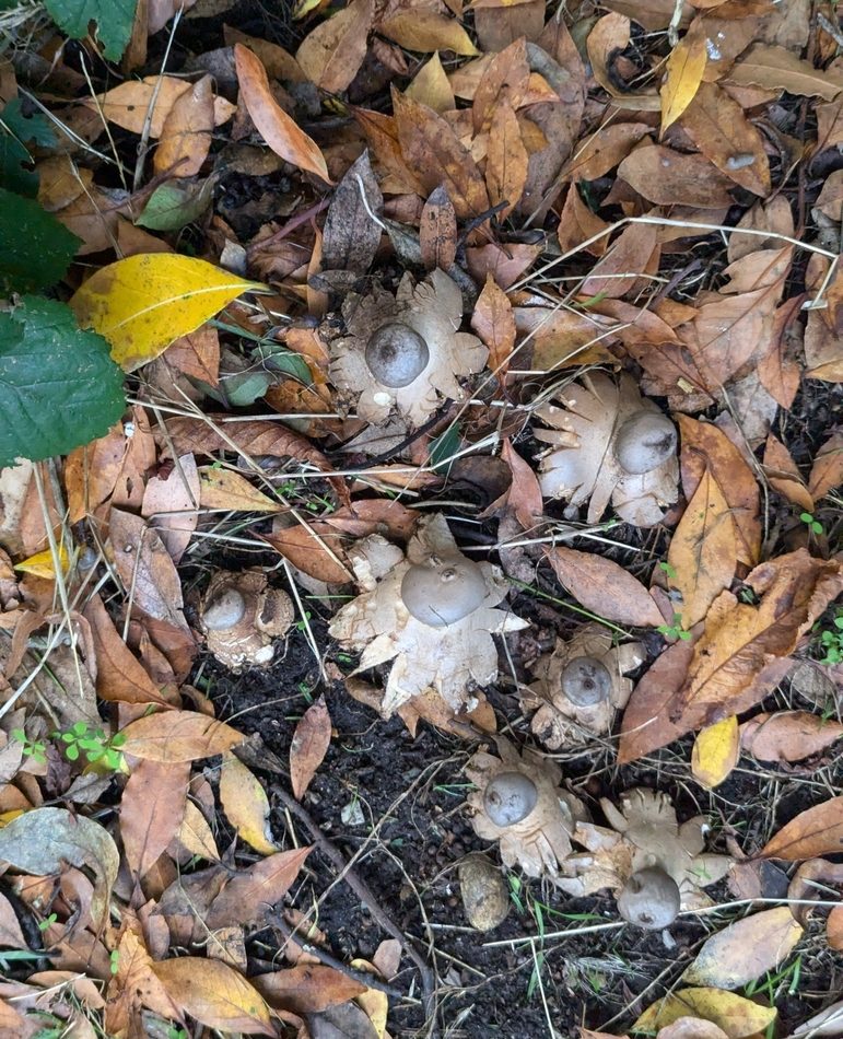 Sandy Earthstar reference