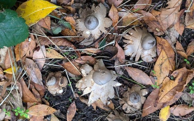 Barred Earthstar reference