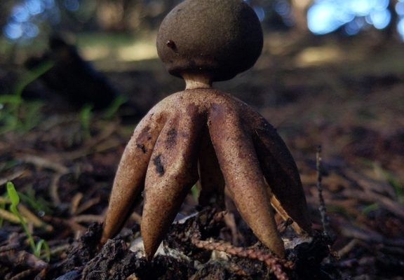 Arched Earthstar reference