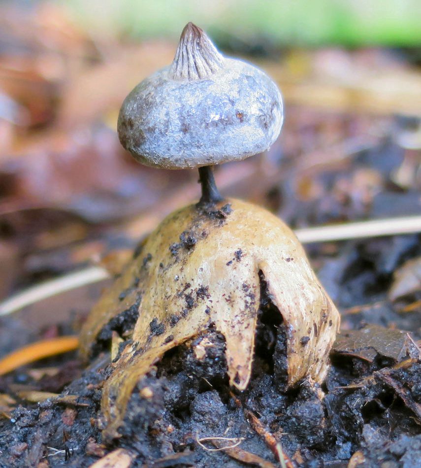 Earthstar Fungus reference