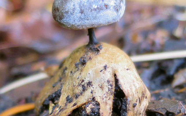 Beaked Earthstar reference