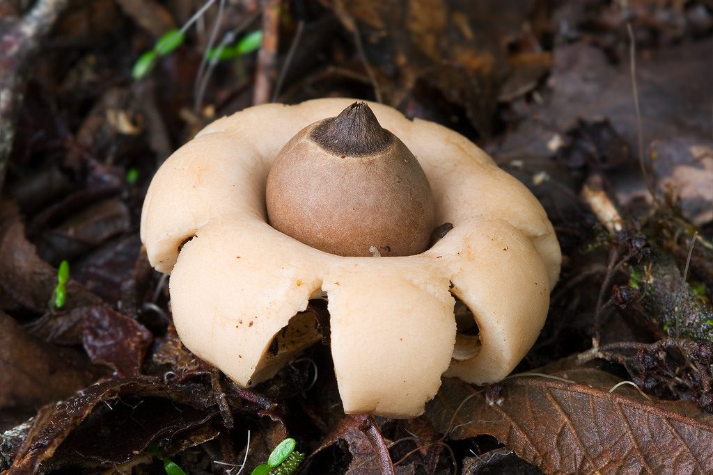 Earthstar reference