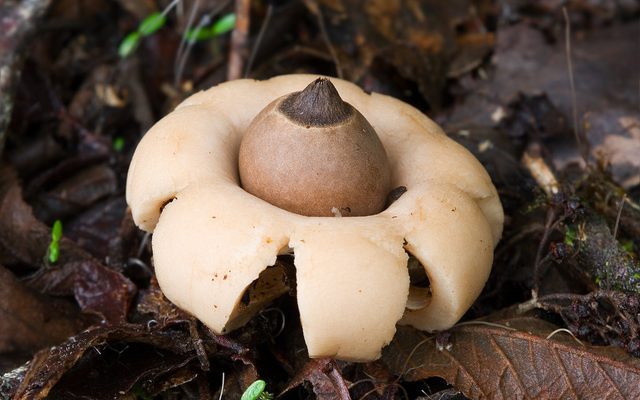 Rounded Earthstar reference