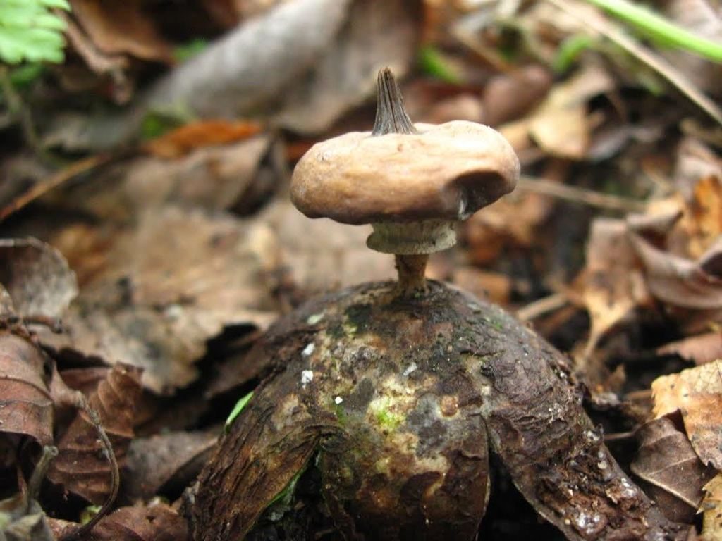 Steppe Earthstar reference