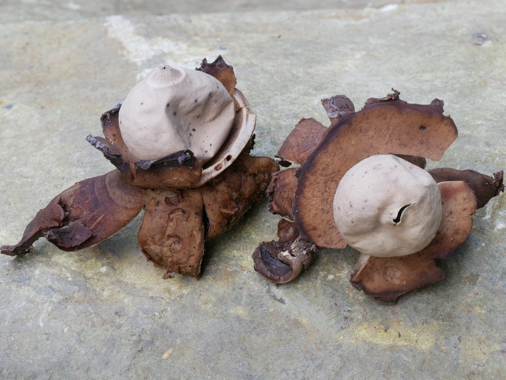 Collared Earthstar reference