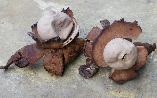 Collared Earthstar reference