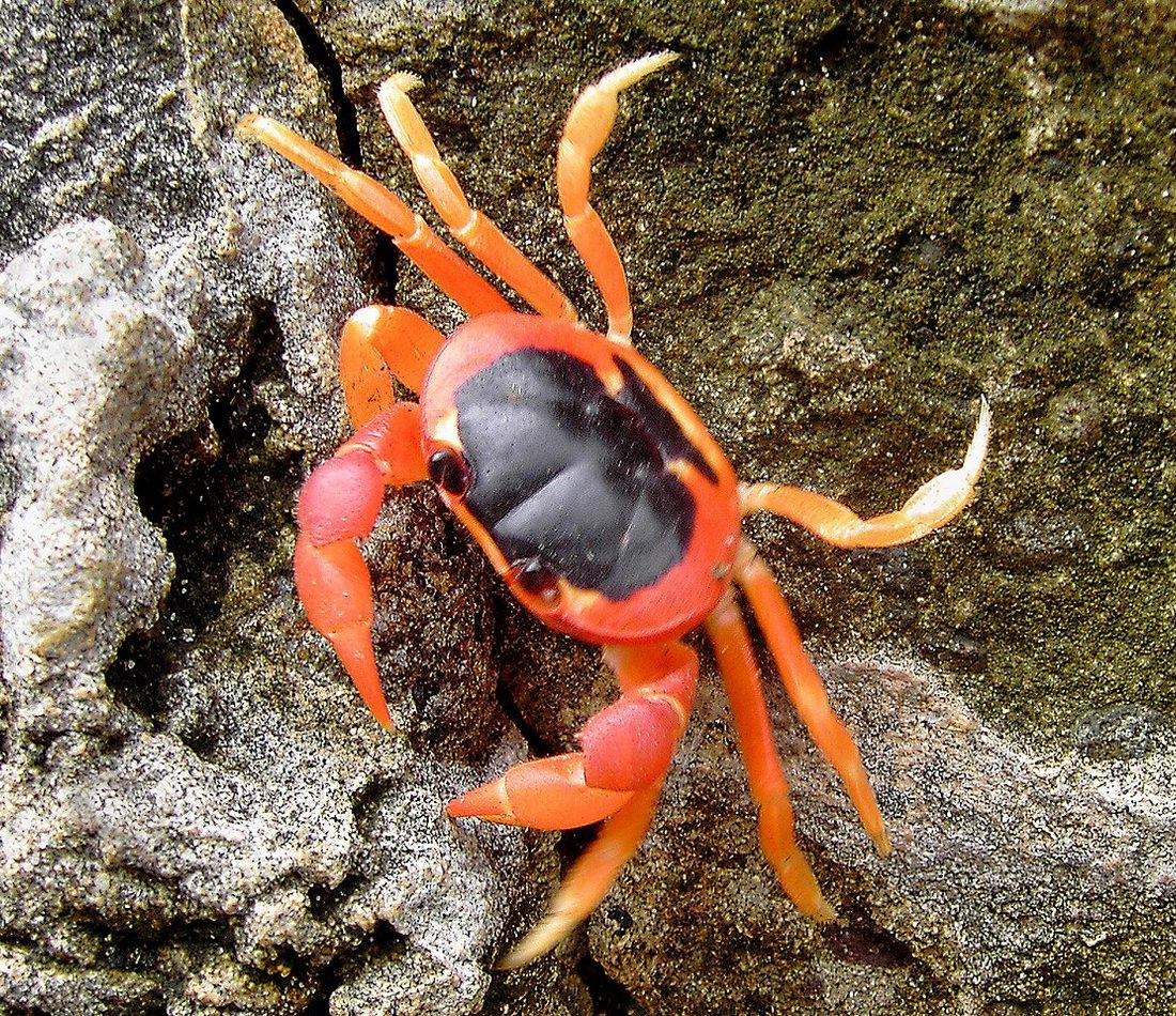 Gecarcinus lateralis reference