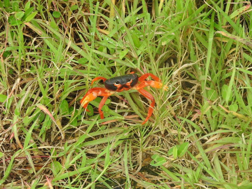 Land Crab reference