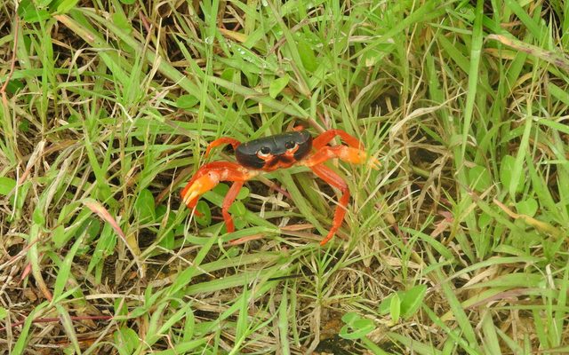 Purple Land Crab reference