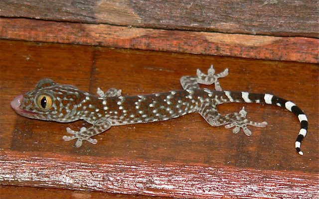 Tokay Gecko reference