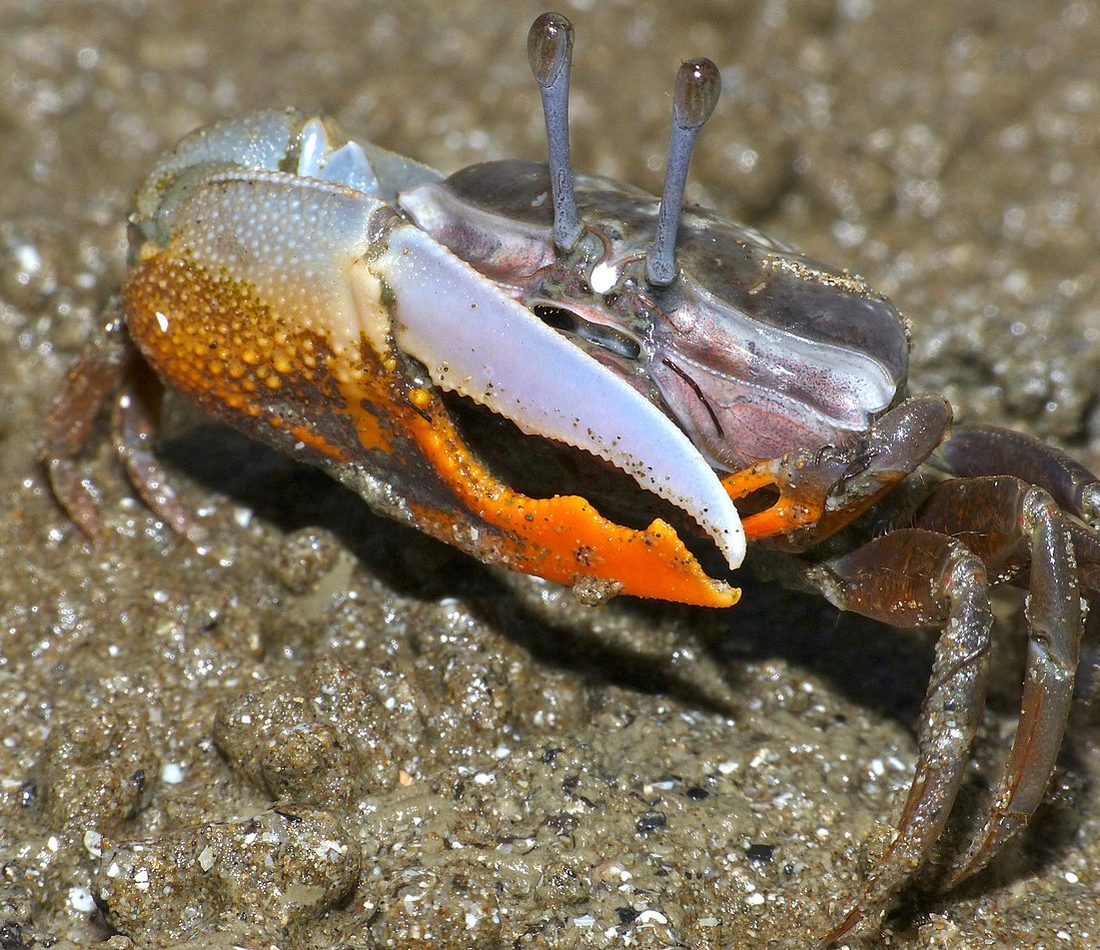 Calling Fiddler Crab reference