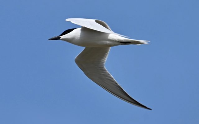Gull-billed Tern reference