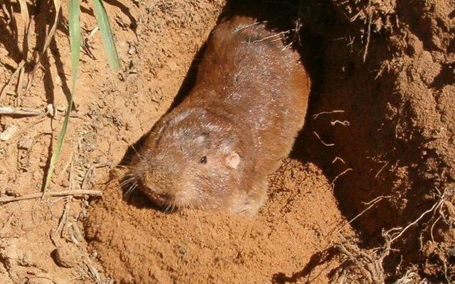 Plains Pocket Gopher reference