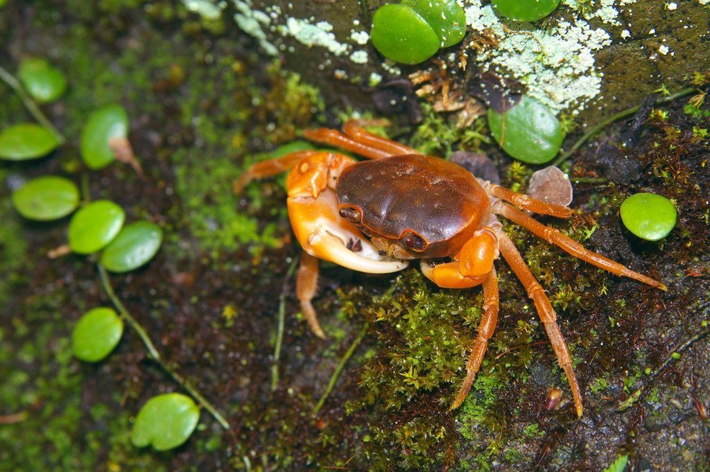Japanese Freshwater Crab reference
