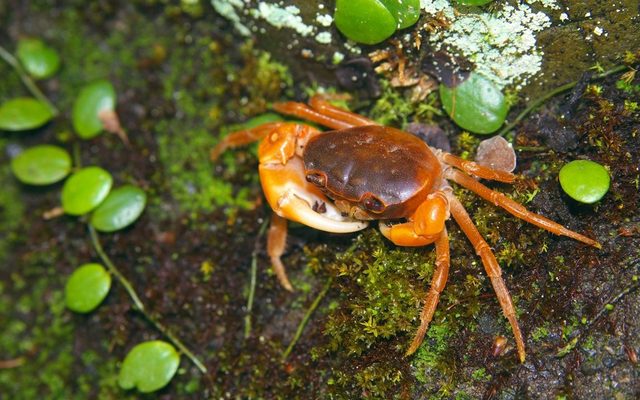 Japanese Freshwater Crab reference
