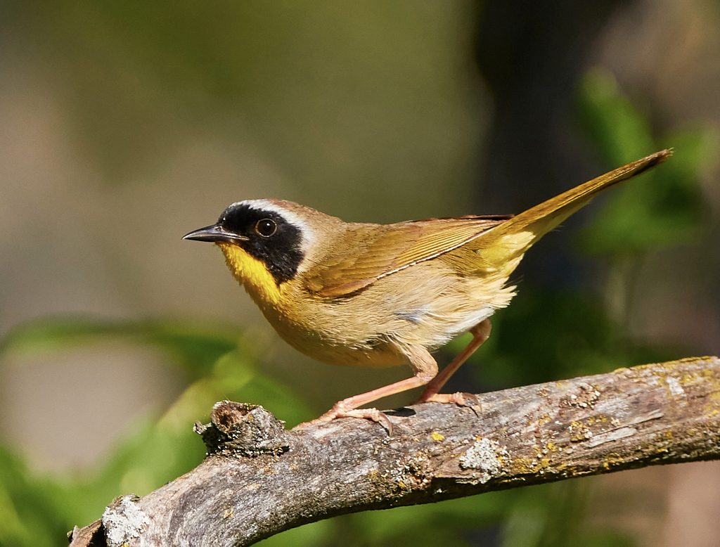 Common Yellowthroat reference