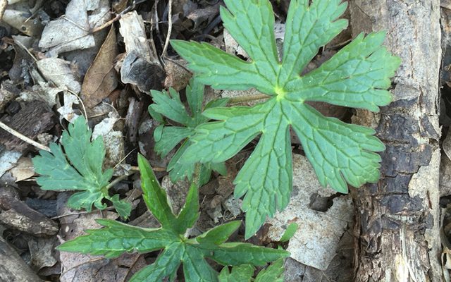 Wild Geranium reference