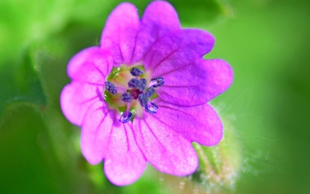 Dove's-foot Crane's-bill reference