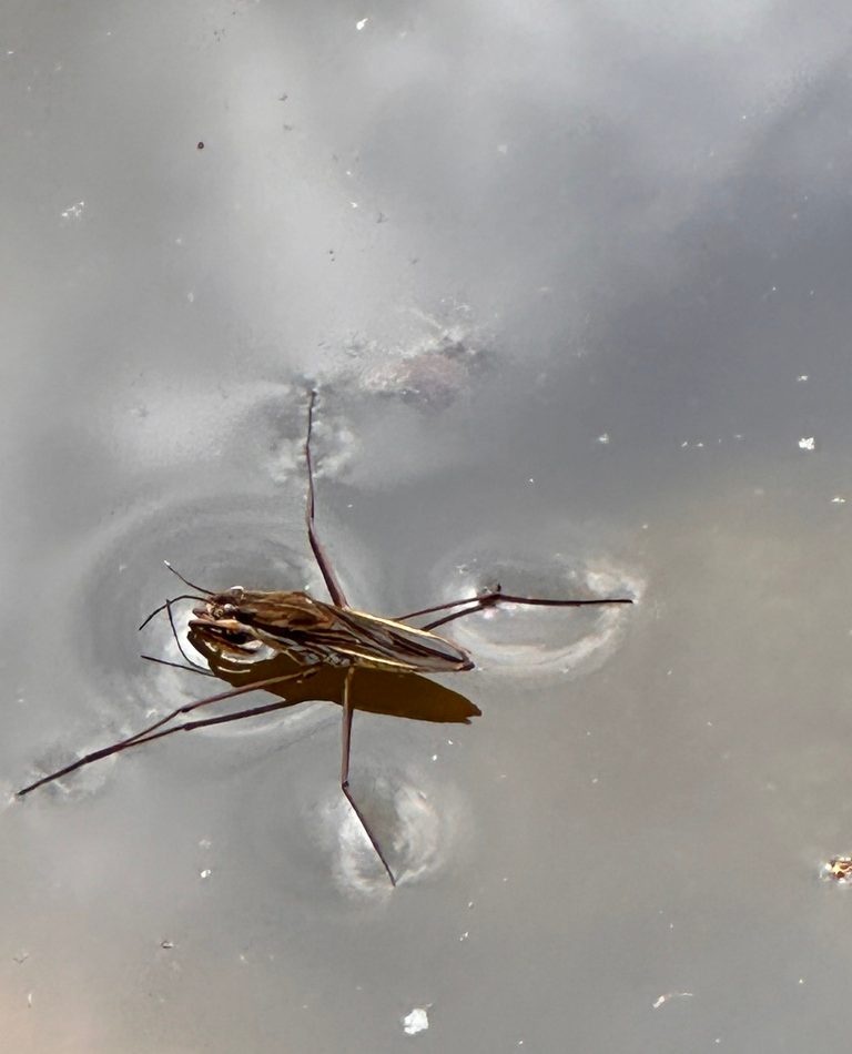 Eurasian common pond skater reference
