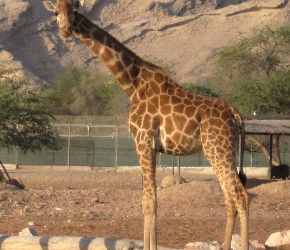 Nubian Giraffe reference