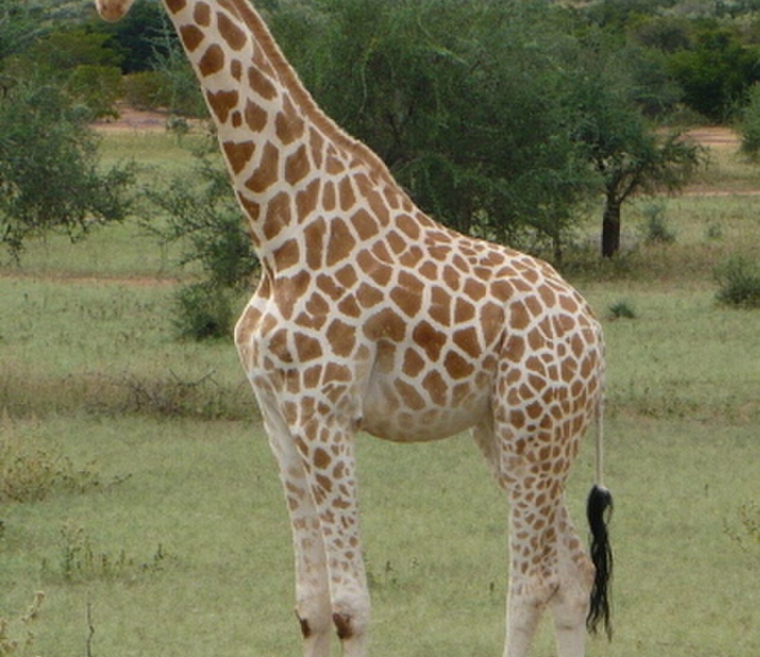 West African Giraffe reference