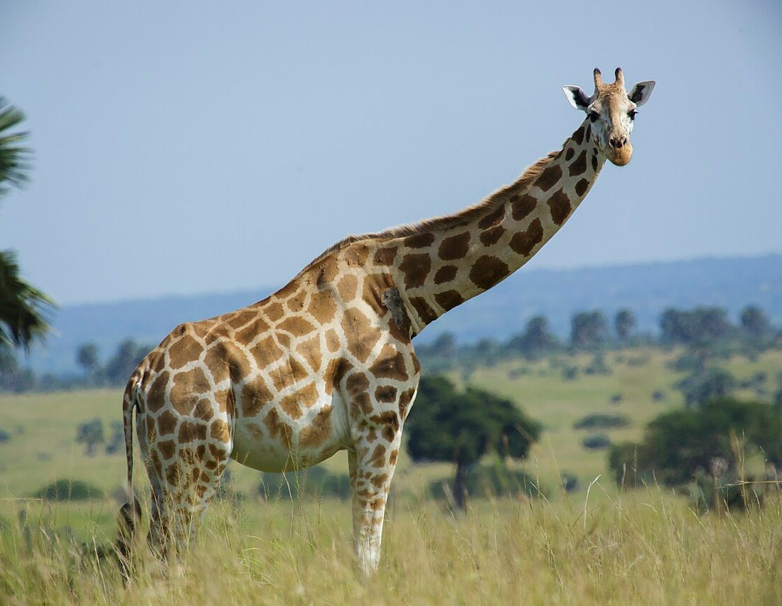 Northern Giraffe reference