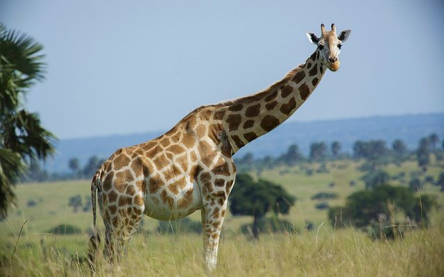 Giraffe reference