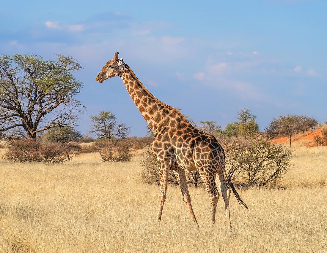 Angolan Giraffe reference